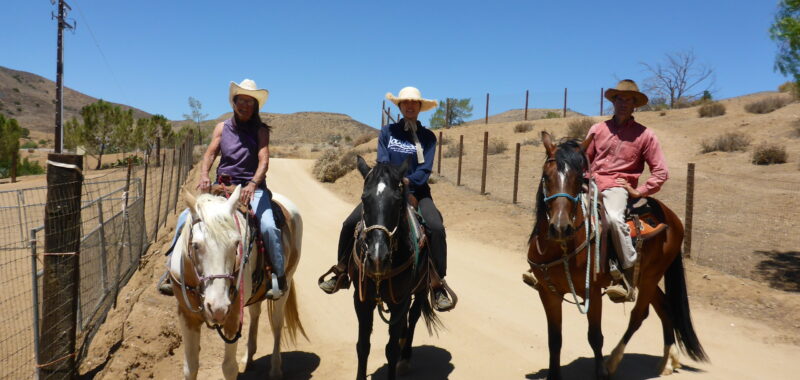 Beautiful Family Trail Riding Horse
