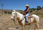 Beautiful Family Trail Riding Horse