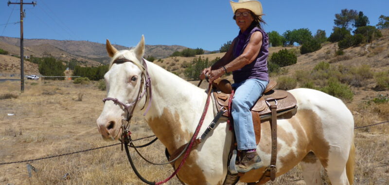 Beautiful Family Trail Riding Horse