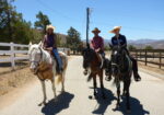 Beautiful Family Trail Riding Horse