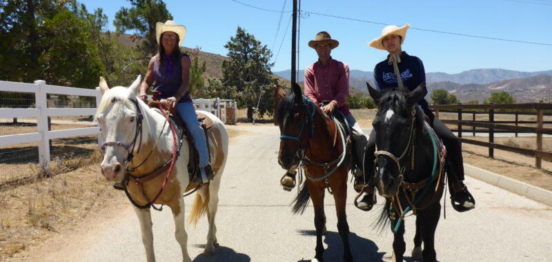 Beautiful Family Trail Riding Horse