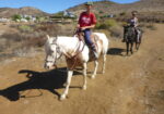 Beautiful Family Trail Riding Horse