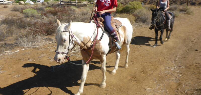 Beautiful Family Trail Riding Horse
