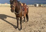 Heath – 7 year old Mustang