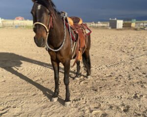 Saddle