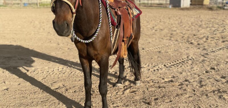 Heath – 7 year old Mustang
