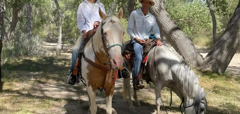 Beautiful Family Trail Riding Horse
