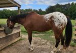 Project Horse