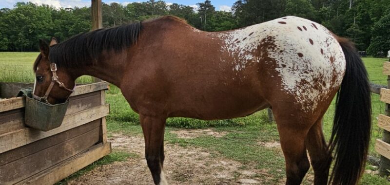 Project Horse