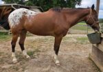 Project Horse