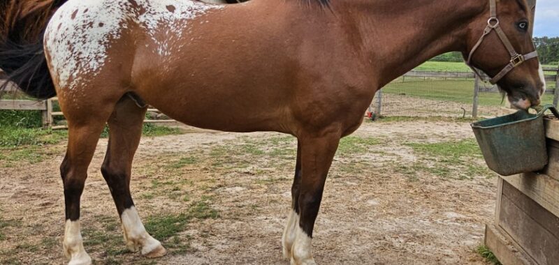 Project Horse