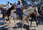 Beautiful Family Trail Riding Horse