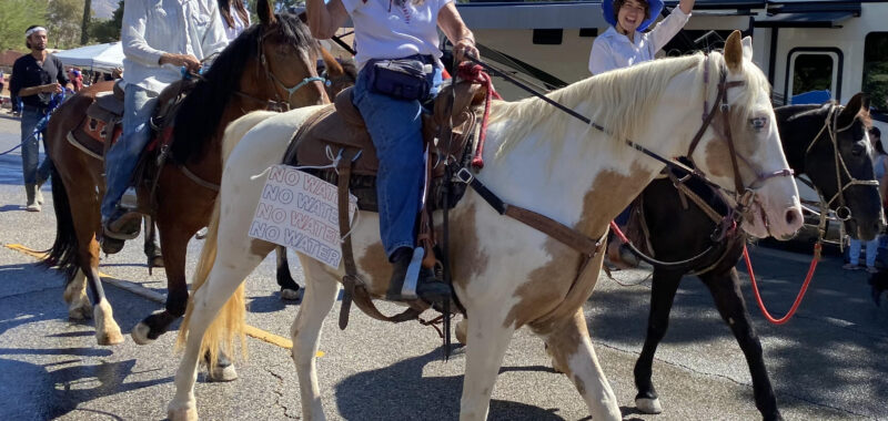 Beautiful Family Trail Riding Horse