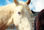 Beautiful Family Trail Riding Horse