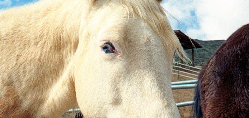 Beautiful Family Trail Riding Horse
