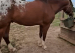 Project Horse