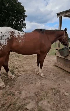 Project Horse
