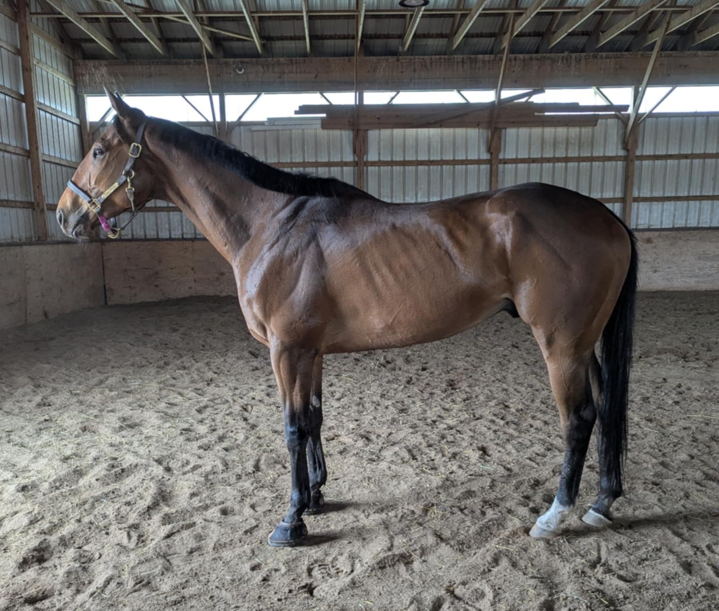 Knight-ofthe-Crown-1