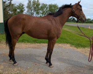 Zuccarace-1