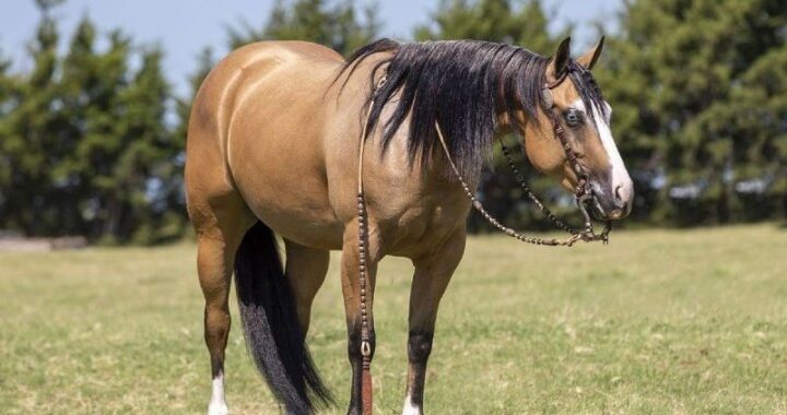 2016-Buckskin-AQHA-Quarter-Horse-Mare