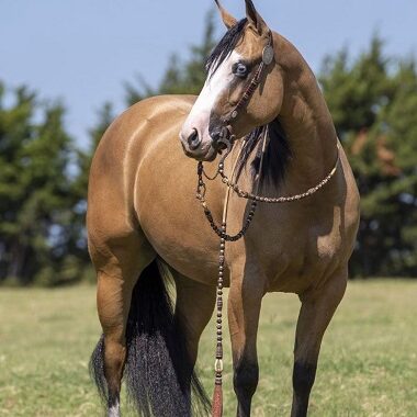 Amber-Buckskin-AQHA-Quarter-Horse-Mare-2