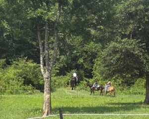 IMG_0035