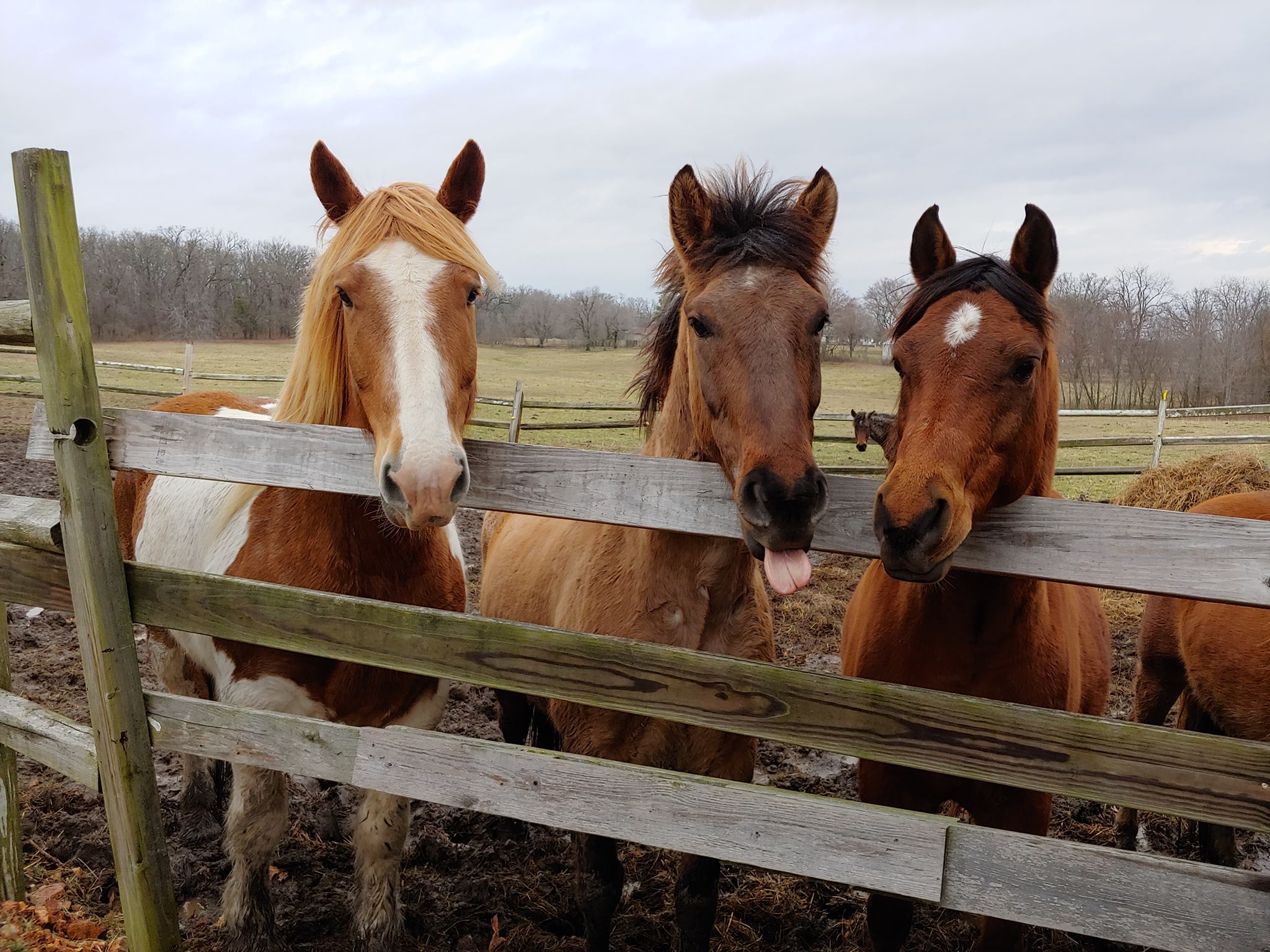 Smarty-says-nuts-to-all-the-rain