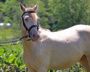 coronado-bridle1
