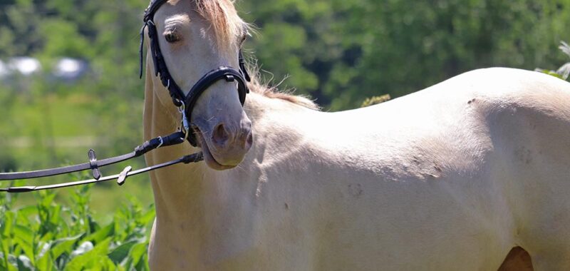 coronado-bridle1