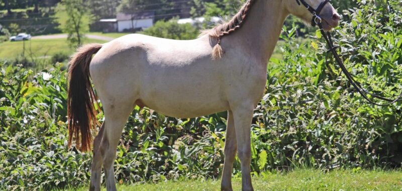 coronado-bridle4