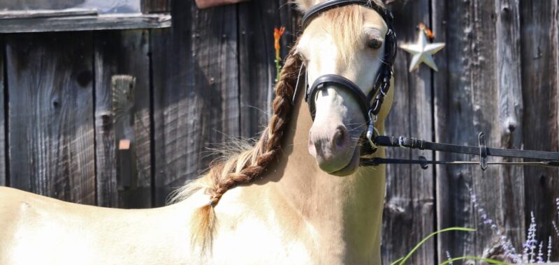 coronado-bridle5