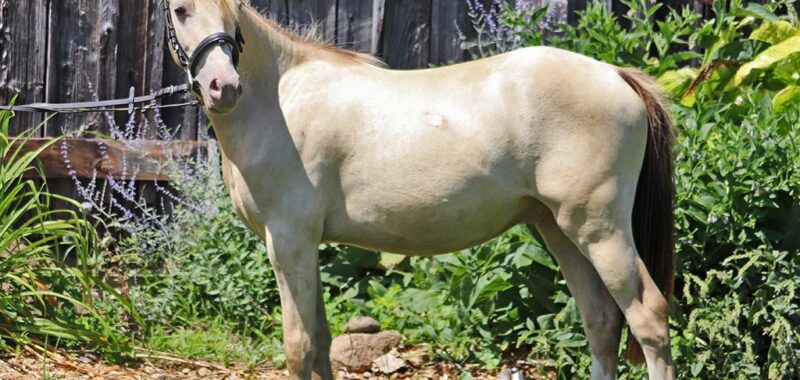 coronado-bridle8