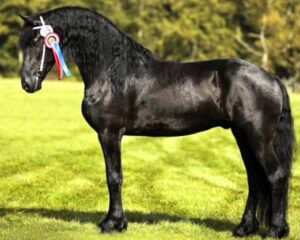 leonardo-friesian-dressage6