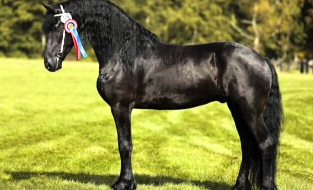 leonardo-friesian-dressage6