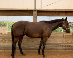 Bet-the-Palace-RSide-Conformation