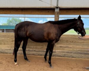 Luna-Clasica-Right-Side-Aug-2025