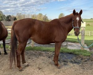 Chessie-1