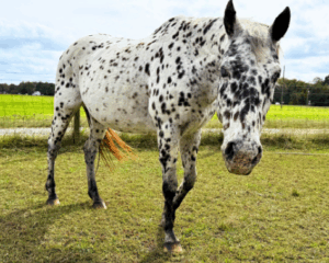 Untitled-design-2025-10-21T122144.596