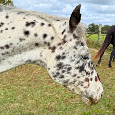 Untitled-design-2025-10-21T122441.649