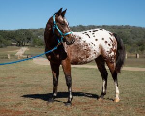 CASH-THREE-QUARTER-FRONT