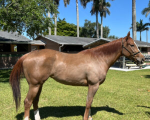 EMMASJEWEL_RIGHT_INTAKE-PHOTO