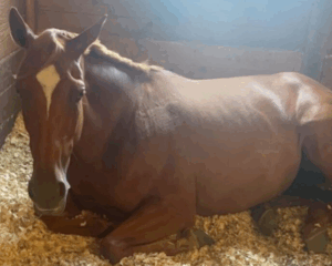 Untitled-design-2025-11-18T113752.252