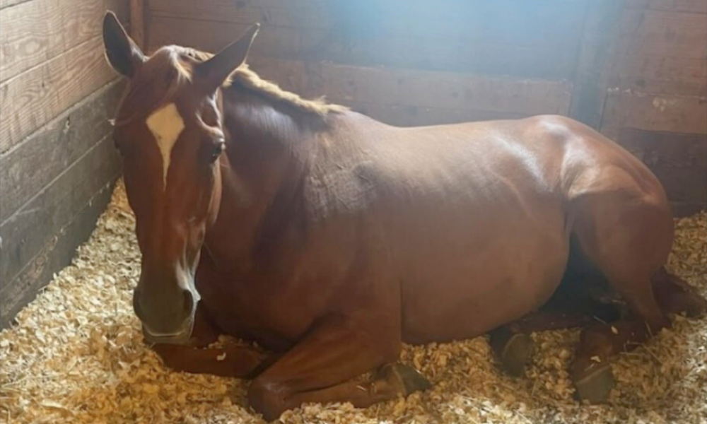 Untitled-design-2025-11-18T113752.252