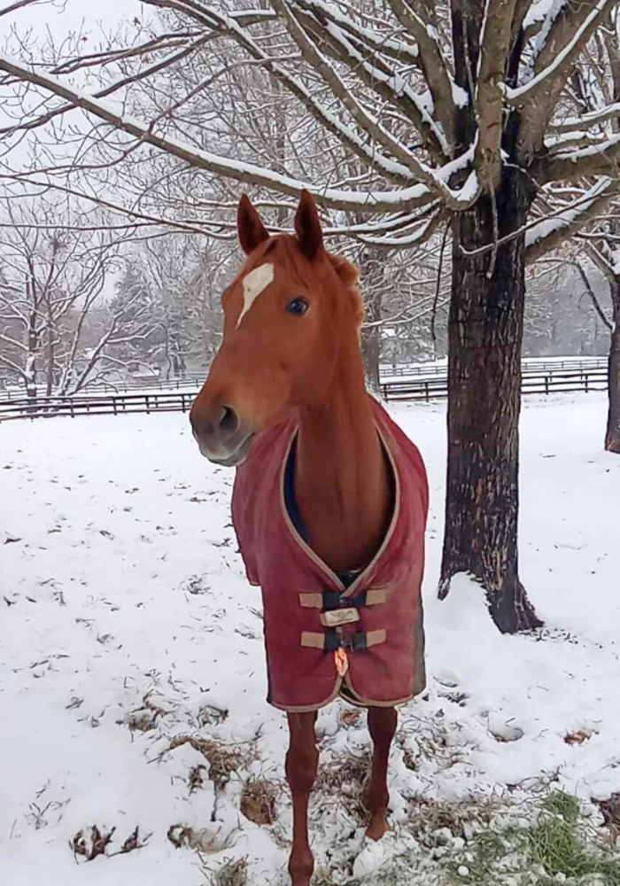 Untitled-design-2025-11-18T114056.603