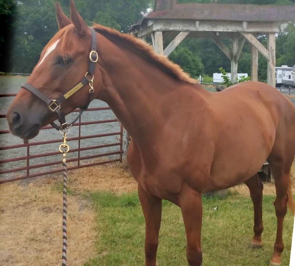 Untitled-design-2025-11-18T114210.587