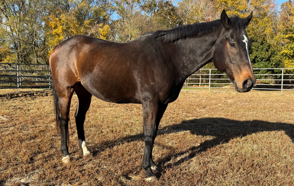 Untitled-design-2025-11-18T132319.517