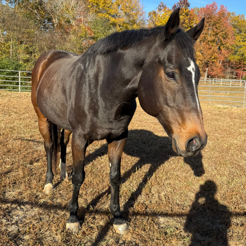 Untitled-design-2025-11-18T132426.280