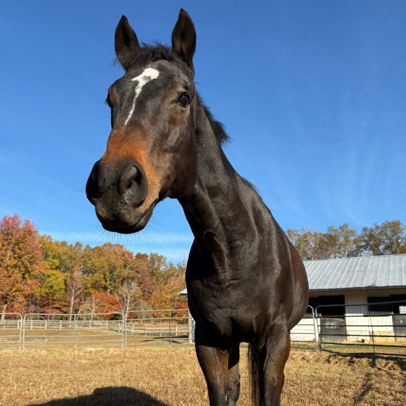 Untitled-design-2025-11-18T132614.978