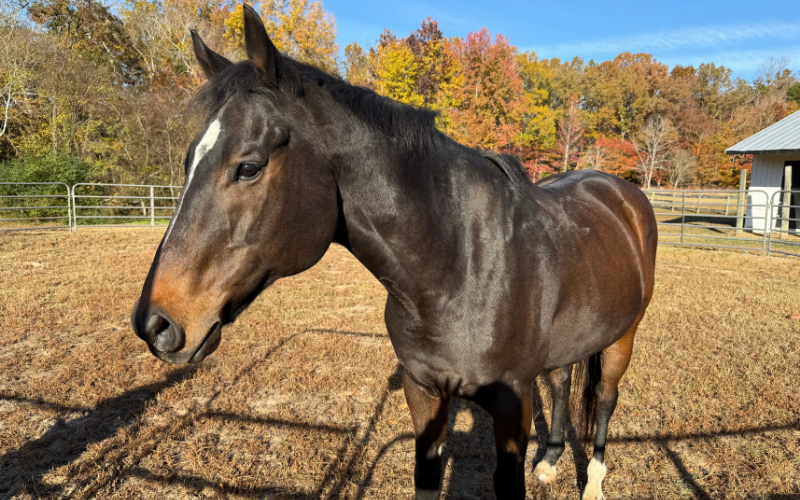 Untitled-design-2025-11-18T132721.574