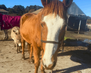 Untitled-design-2025-11-29T132220.114